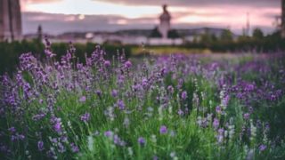 ラベンダー アロマオイルの簡単な使い方 掃除から化粧水まで